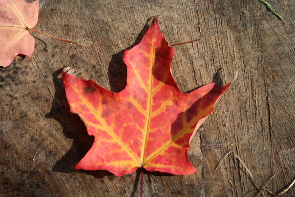 a single red-and-yellow leaf on a tree stump in late afternoon sun
