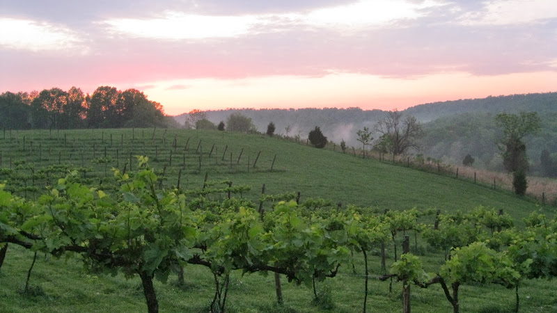 Hauptbild von cedar creek vineyards and winery