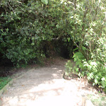 Prince Henry Cliff walk near Katoomba Cascades (92239)