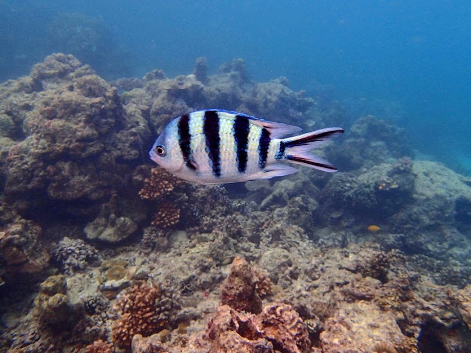 Abudefduf sexfasciatus (Scissortail Sergeant), Miniloc Island Resort reef, Palawan, Philippines.