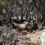 Kangarutha Track south of Boulder Bay (102943)