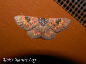 Geometridae, Larentiinae, Asthenini , Hydrelia bicolorata