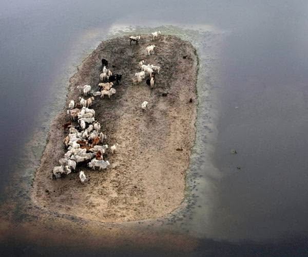 An aerial view shows stranded cattle in the flooded region of Ballivian province in the Beni department February 8, 2014. Torrential rain and floods in Bolivia have killed 38 people and left many homeless, said the government on Thursday, as forecasters predicted more heavy rainfall with the north of the Andean country again likely to be the worst affected.