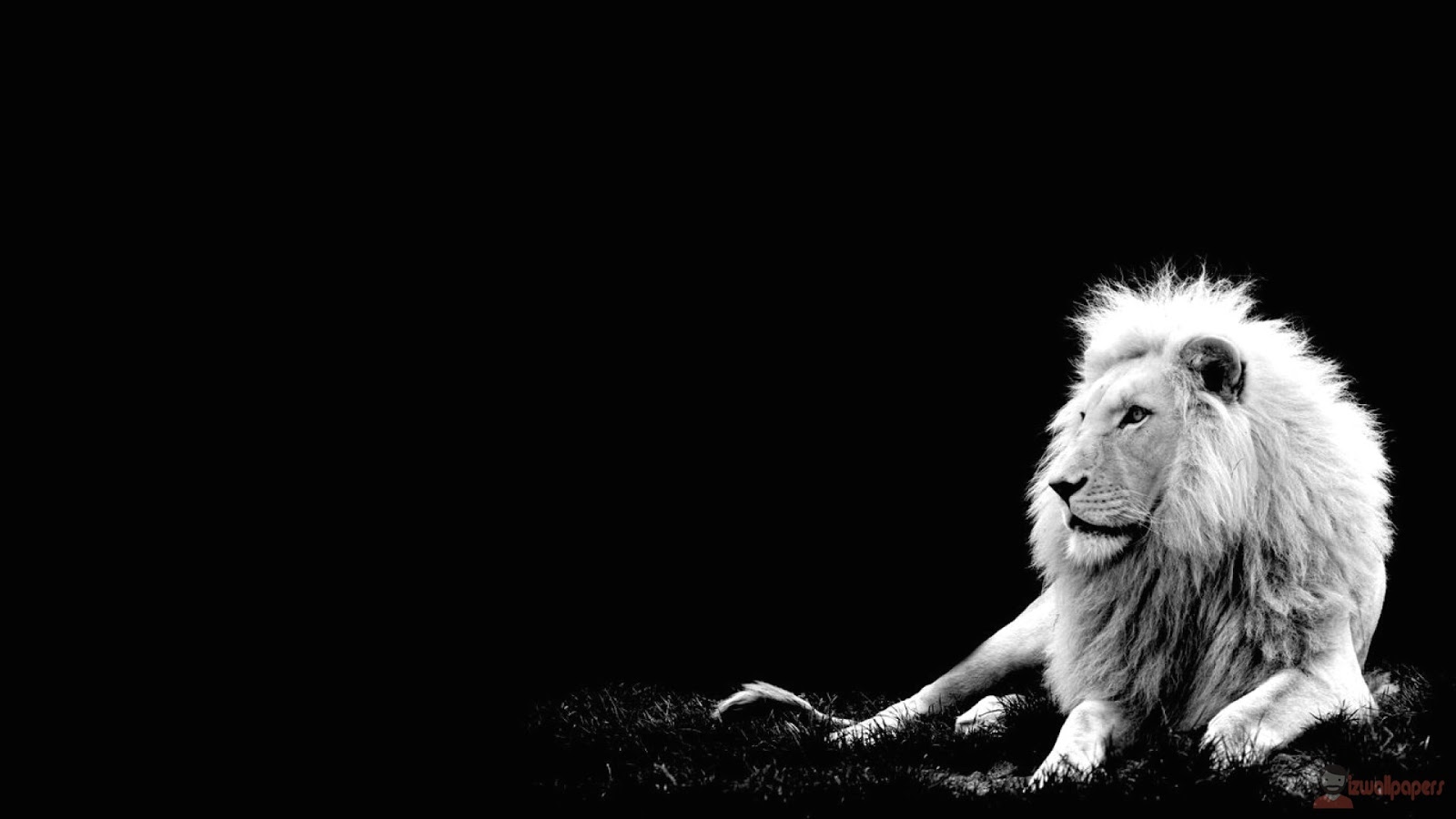 Wallpapers Lion HD - Hình Nền Con Hổ Chất Lượng Cao