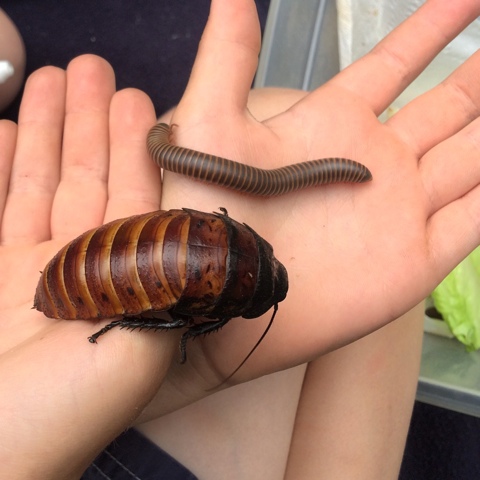 giant cockroach, giant millipede
