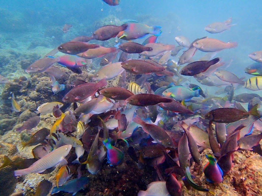 Feeding shoal, Miniloc Island Resort reef, Palawan, Philippines.
