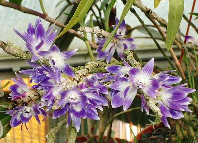 Dendrobium victoriae-reginae  D_victoria_reginae
