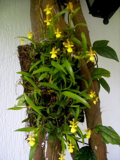Orquídea florida. PA300005