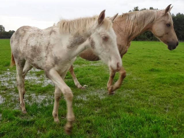 2013 - Darwi Odrade el Shaazar (Quarfi X Gouach de Beaubeck) - Arabe-Barbe - Page 2 Darwi%252020oct2013%2520%25282%2529