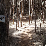 Track marker through the trees (102820)