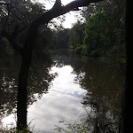 Lane Cove River from Riverside walk (54860)