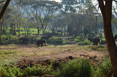 Patera Elephant Farm