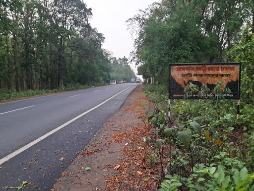 Amlagora Range Elephant Corridor, Bhuriami, Jamdoba, Pthrisol, Magurasol, NH 60, Jamdoba, West Bengal 721127, India, National_Forest, state WB