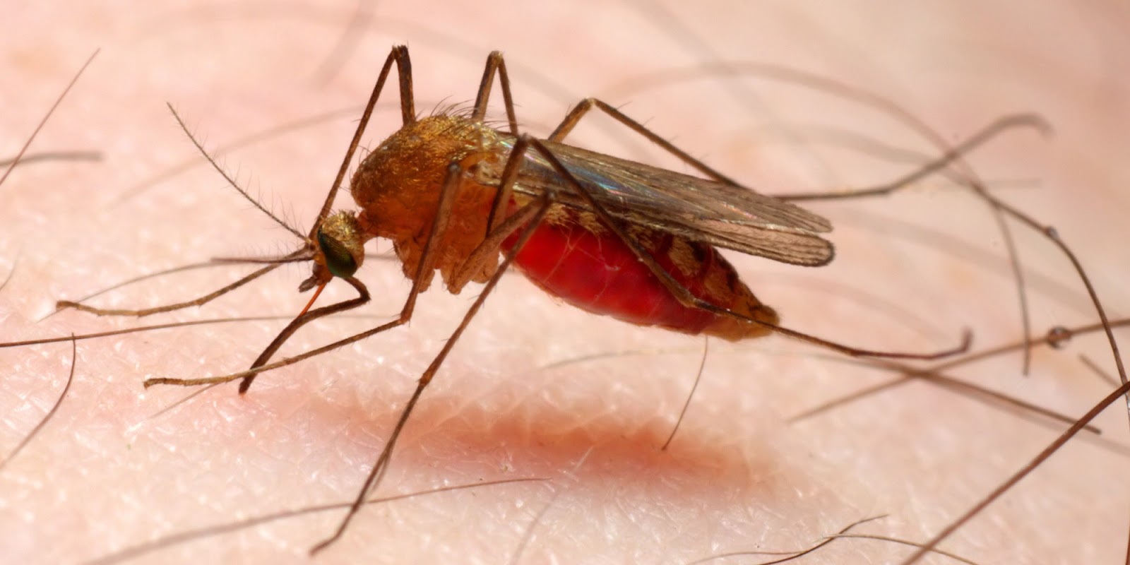 Resultado de imagen de malaria
