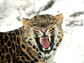 Wildlife Photos of African Leopard