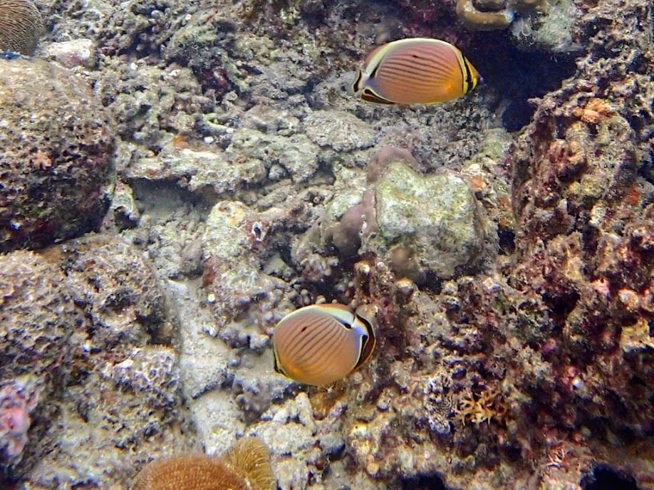 Chaetodon lunulatus (Oval Butterflyfish), Miniloc Island Resort reef, Palawan, Philippines.