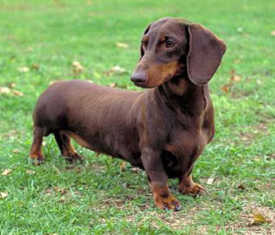 Dachshund