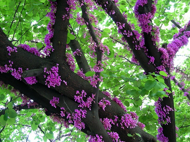 கண்ணைக் கவரும் அழகிய பூக்கள் Amazing_Purple_Flowers_7