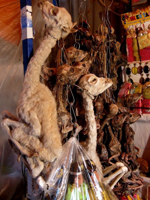 Or a llama fetus at the witches market