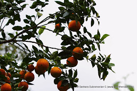 Citrus Fruits at Honey Valley