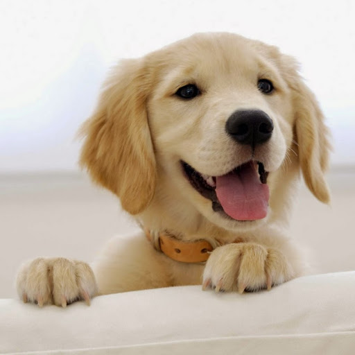FETCH Professional Dog Grooming Studio logo