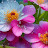 Rotana Nokia avatar image
