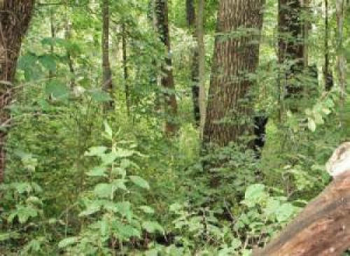 Southeastern Ohio Society For Bigfoot Investigation Holds Meatings To Discuss Sightings