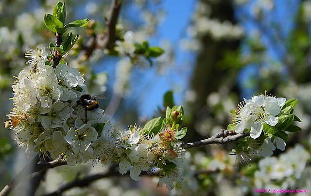 Bumblebee on blooming apple tree twig