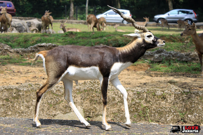Deer