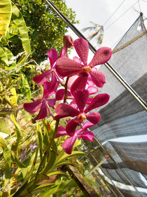 Орхидеи и прочая красота на о. Пхукет - Страница 17 DSCN2026