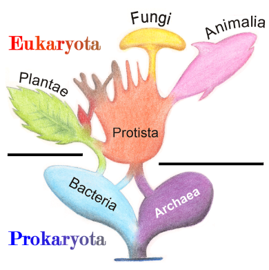 Fichier: Tree of Living Organisms 2.png