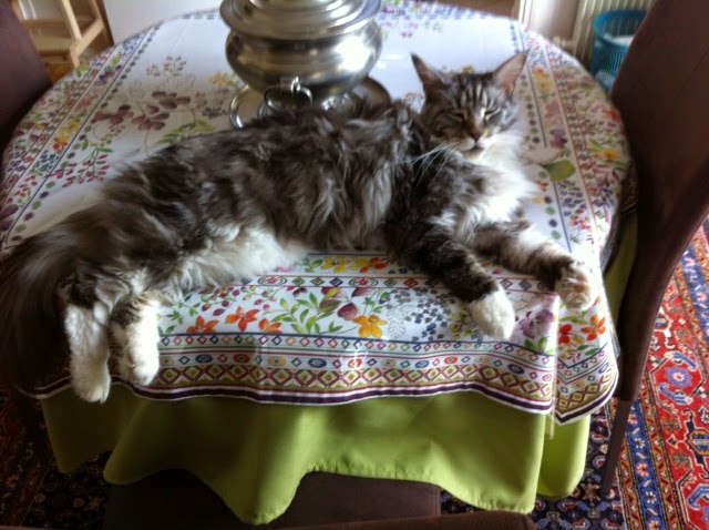 EVER (ex-FOREVER) - Maine Coon silver tabby et blanc (7 ans) - Page 3 Forever%25202014-09-17%252001