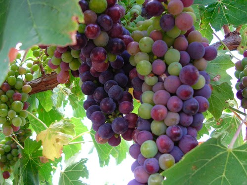 Image principale de Uleybury Vineyards & Wines
