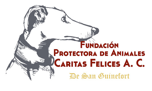 Fundacion Protetora de Animales Caritas Felices, Calle 6 Nte. 12, Sin Nombre de Col 4, 75520 Cd Serdán, Pue., México, Protectora de animales | PUE