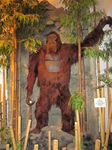 Did Gigantopithecus Blacki Evolve Into Bigfootyeti