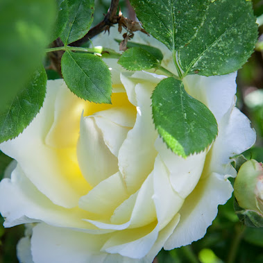 posted image