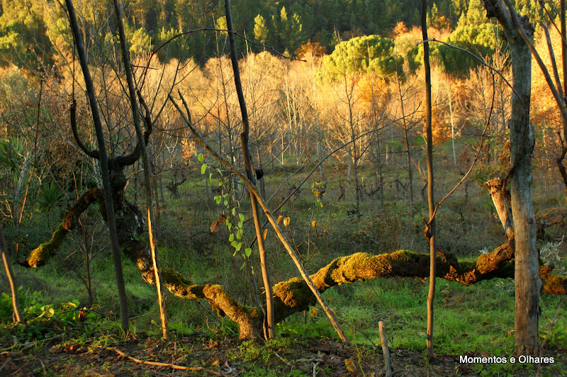 Inverno, Videira, Póvoa Dão