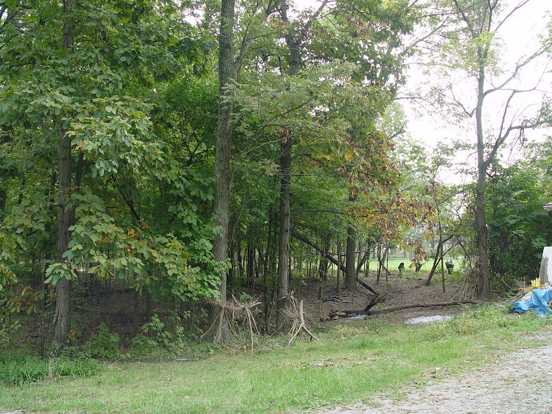 Before and after honeysuckle removal Mister Honeysuckle