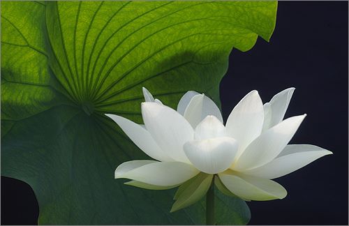 1001 bài thơ Bạch Liên Hoa, viết về vẻ đẹp hoa sen trắng