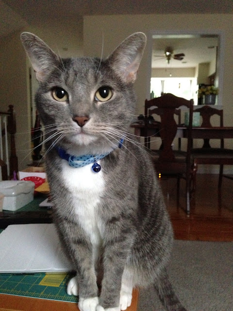 innocent kitty innocent kitty