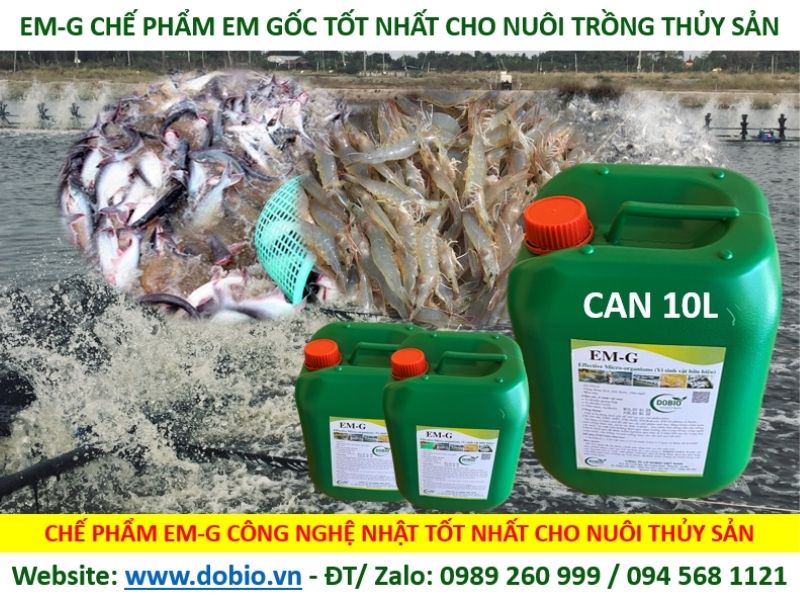 Ứng dụng chế phẩm sinh học EM vào nuôi trồng thuỷ sản