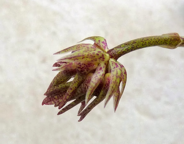 bulbophyllum annamense P1360924