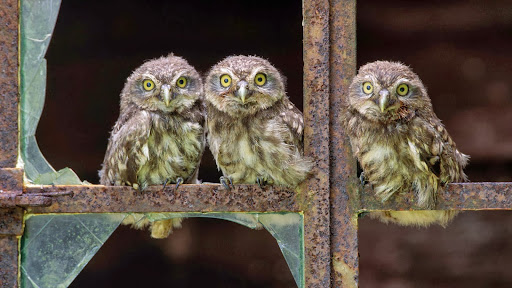 Three Owlets.jpg