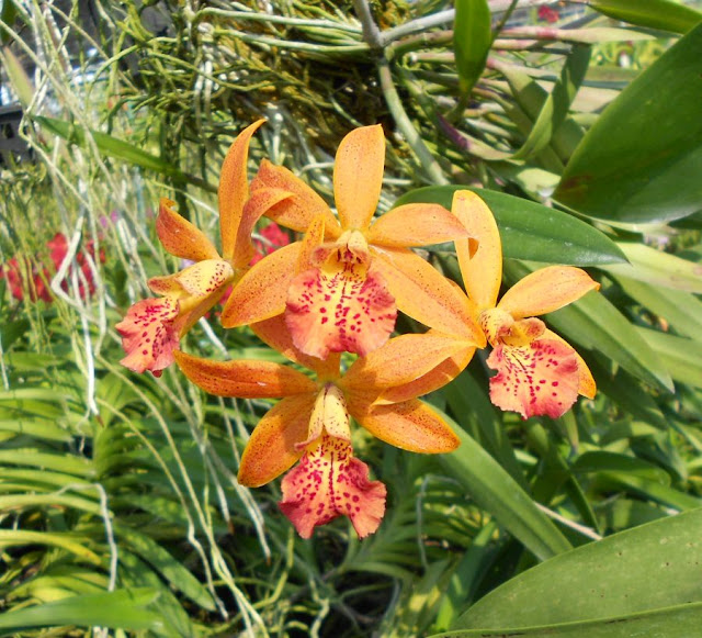 Орхидеи и прочая красота на о. Пхукет - Страница 17 DSCN2083