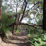 Two Creeks track near Ormonde Road track (134704)