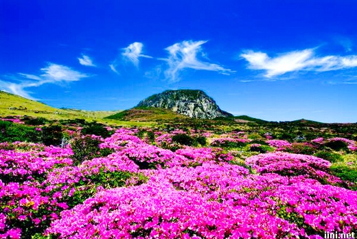 ảnh hoa cỏ mọc tươi đẹp bên đồi núi