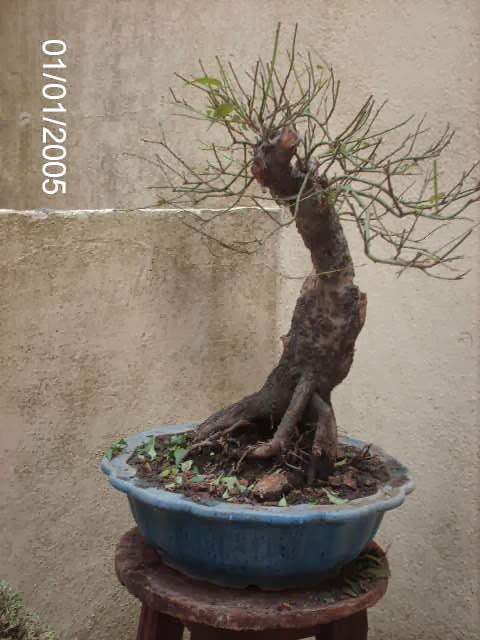 Prunus Serrulata Mume-Umê I ... PICT2376