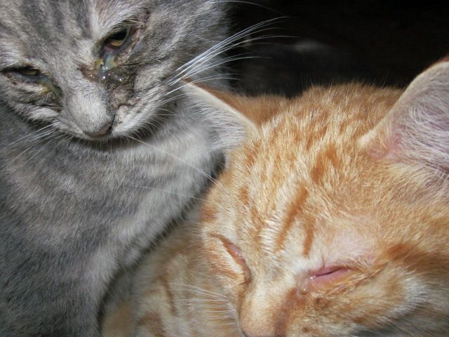 Chats Ecoulement Des Yeux Et Davantage Page 2 Forum Homeopathie