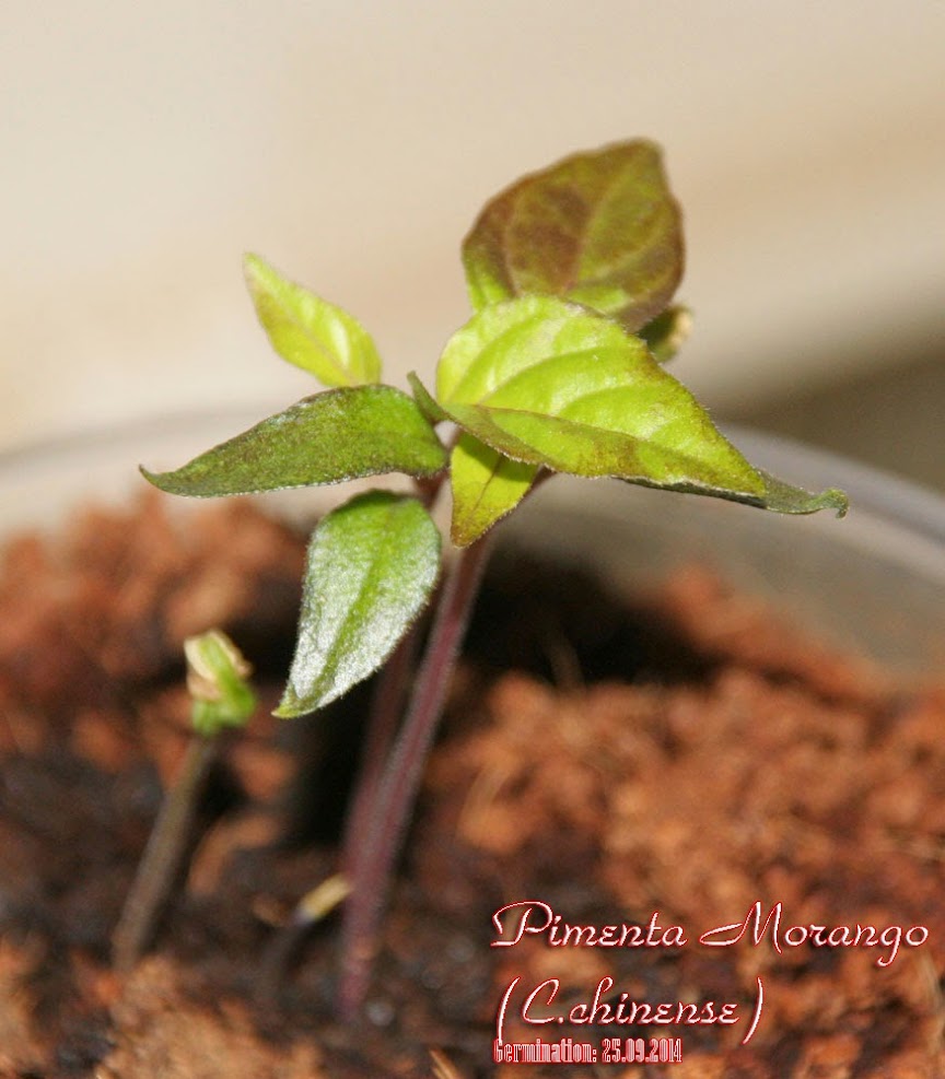 Pimenta_Morango_13days_seedlings2.jpg
