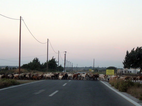 stado kóz przechodzące przez drogę
